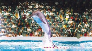 Dubai Dolphinarium - 3. Bölüm Dubai'de Eğlence 