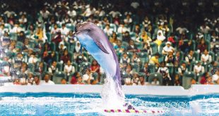 Dubai Dolphinarium