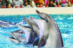 Dubai Dolphinarium - 3. Bölüm Dubai'de Eğlence 