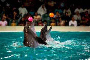 Dubai Dolphinarium - 3. Bölüm Dubai'de Eğlence 