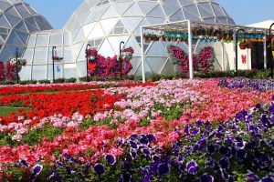 Dubai Gold Souk (Altın Çarşısı) & Butterfly Garden & Garden Glow - 4. Bölüm 