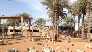 dubai-zoo-hayvanat-bahcesi-resim-2 - 