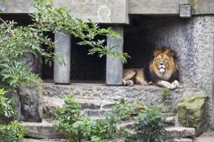 Dubai Zoo Hayvanat Bahçesi - 4. Bölüm 